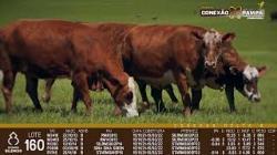 lote 160 - vacas prenhas