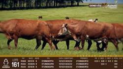 lote 161 - vacas prenhas