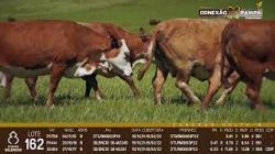 lote 162 - vacas prenhas