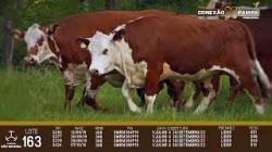 lote 163 - novilhas c/servi�o