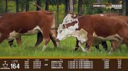 lote 164 - vacas c/servi�o
