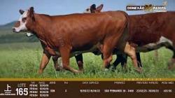 lote 165 - novilhas OD prenhas
