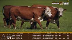 lote 167 - vacas OD prenhas