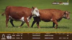 lote 168 - vacas OD prenhas