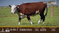 lote 169 - novilhas PO prenhas