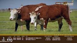 lote 170 - novilhas PO prenhas