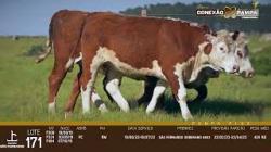 lote 171 - novilhas PC prenhas