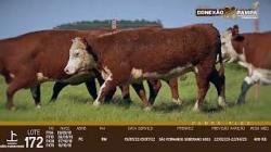 lote 172 - novilhas PC prenhas