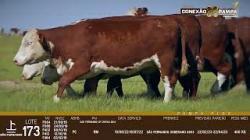 lote 173 - novilhas PC prenhas