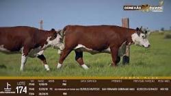 lote 174 - novilhas PC prenhas