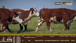 lote 175 - novilhas PC prenhas