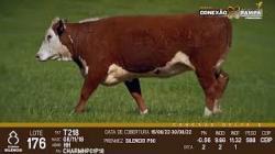 lote 176 - vaca PC prenha