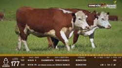 lote 177 - vacas PC prenhas