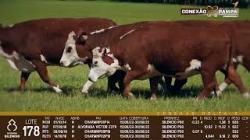 lote 178 - vacas PC prenhas
