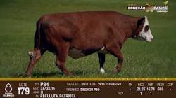 lote 179 - vaca PC prenha