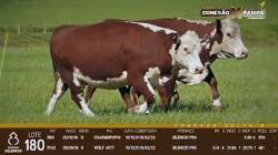 lote 180 - vacas PC prenhas