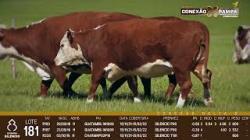 lote 181 - vacas PC prenhas