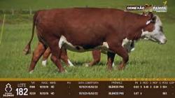 lote 182 - vacas HD prenhas