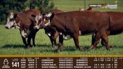 lote 141 - vacas prenhas