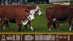 lote 143 - vacas prenhas