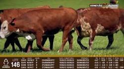 lote 146 - vacas prenhas