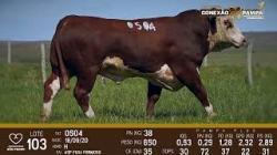 lote 103 - Hereford 2a