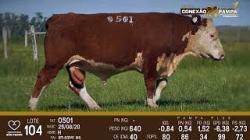 lote 104 - Hereford 2a