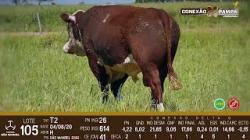 lote 105 - Hereford 2a