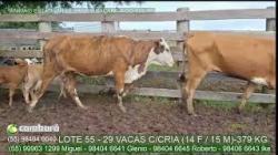 lote 55 - 29 vacas com cria (14 F / 15 M) - 379 kg
