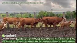 lote 77 - 24 vacas com cria (11 F / 13 M) - 441kg