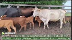 Lote 88 - 22  vacas com cria (17 F / 5 M) - 438kg