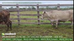 Lote 99 - 31 vacas invernar - 434kg