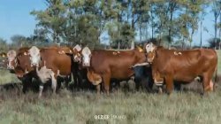 Fazenda So Manoel