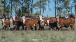 Fazenda So Manoel