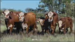 Fazenda So Manoel