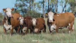 Fazenda So Manoel