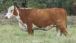 Fazenda So Manoel