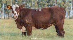 Fazenda So Manoel