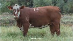 Fazenda So Manoel