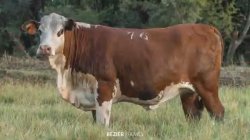 Fazenda So Manoel