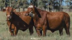 Fazenda So Manoel