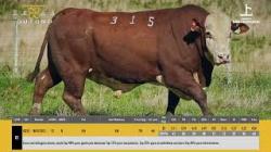 TAT G315 - S�O FERNANDO