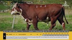 TAT G345 - S�O FERNANDO
