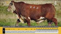 TAT G863 - S�O FERNANDO