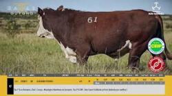 TAT U61 - S�O MANOEL