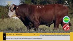 TAT U127 - S�O MANOEL