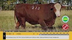 TAT U213 - S�O MANOEL
