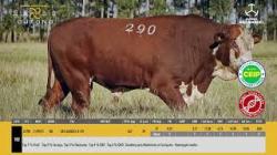 TAT U290 - S�O MANOEL