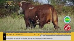 TAT U340 - S�O MANOEL