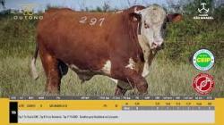 TAT U297 - S�O MANOEL